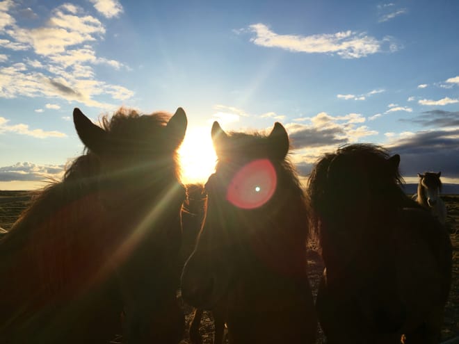 Viking Horses Sleipnir Evening Tour photo 6