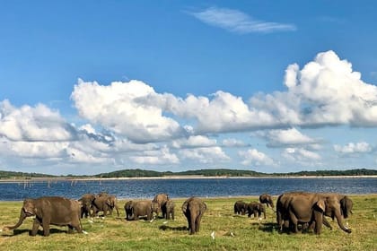 Kaudulla National Park Safari from Sigiriya