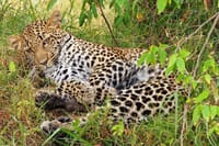 "Amidst the tranquility of the savannah, a cheetah finds solace in rest.