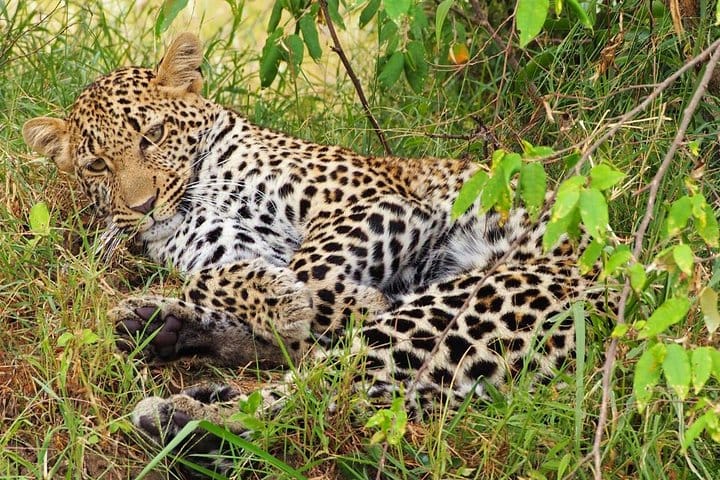 "Amidst the tranquility of the savannah, a cheetah finds solace in rest.