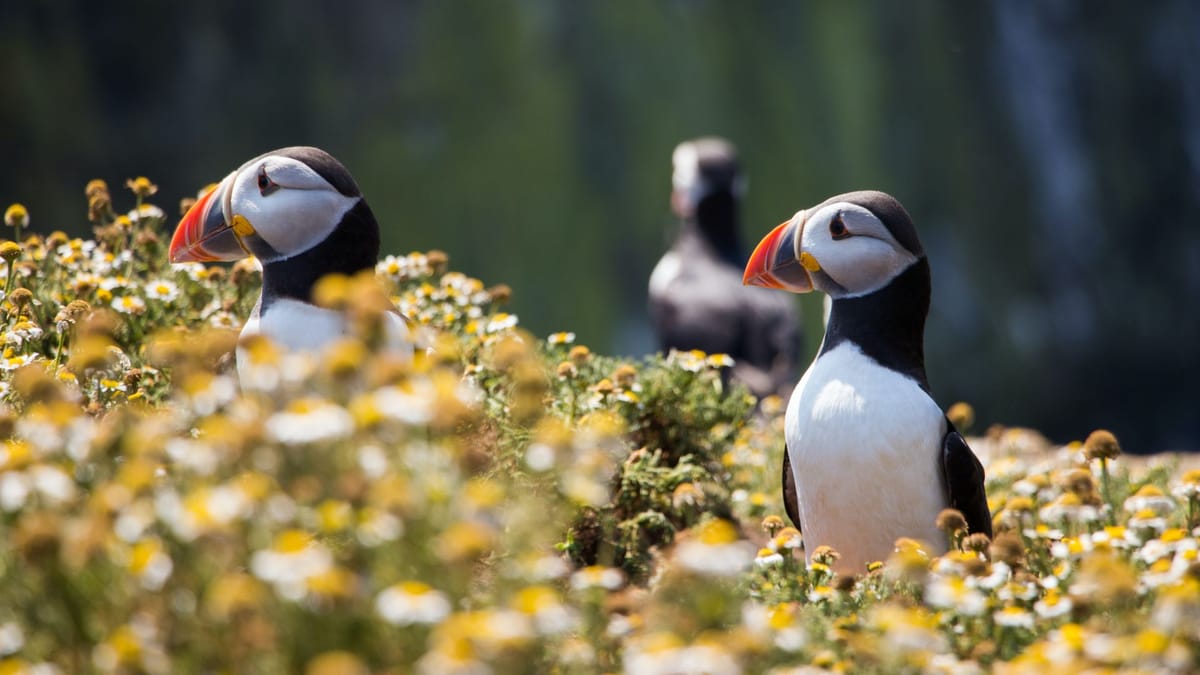 Watch the puffins up close with Your Friend in Reykjavik