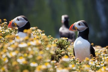 Puffin Watching and Scenic Drive from Seyðisfjörður Port