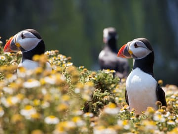 Watch the puffins up close with Your Friend in Reykjavik