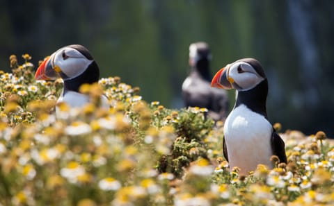 Puffin Watching and Scenic Drive from Seyðisfjörður Port