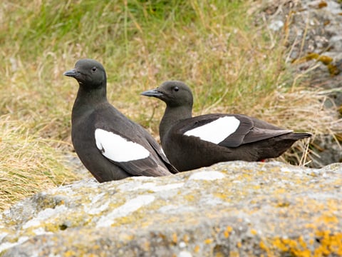 Puffin Party , photo 6