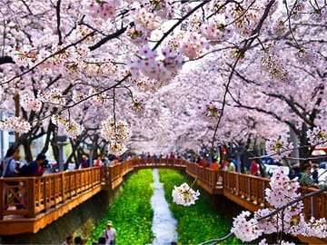 Cherry Blossom Tour: 6 Days in Jeju, Busan, and Gyeongju