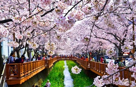 Spring 6 days Cherry Blossom Jeju&Busan&Jinhae&Gyeongju on 31 Mar to 10 Apr
