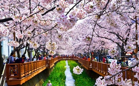 Cherry Blossom Tour: 6 Days in Jeju, Busan, and Gyeongju