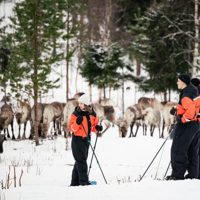Snowshoe trip to meet reindeer in Rovaniemi - Image 7