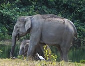 Watching wild elephants in Kuiburi National Park - a unique opportunity with a private guide 1