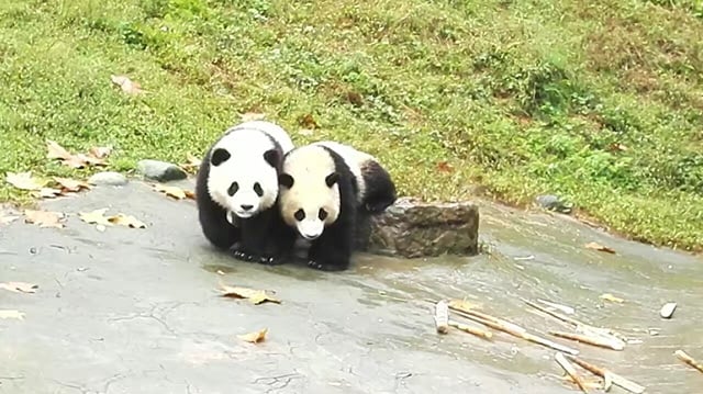 Private Full-Day Tour from Chengdu to Panda Base and Leshan Buddha