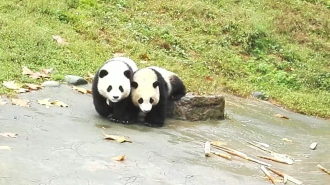 Private Full-Day Tour from Chengdu to Panda Base and Leshan Buddha 2