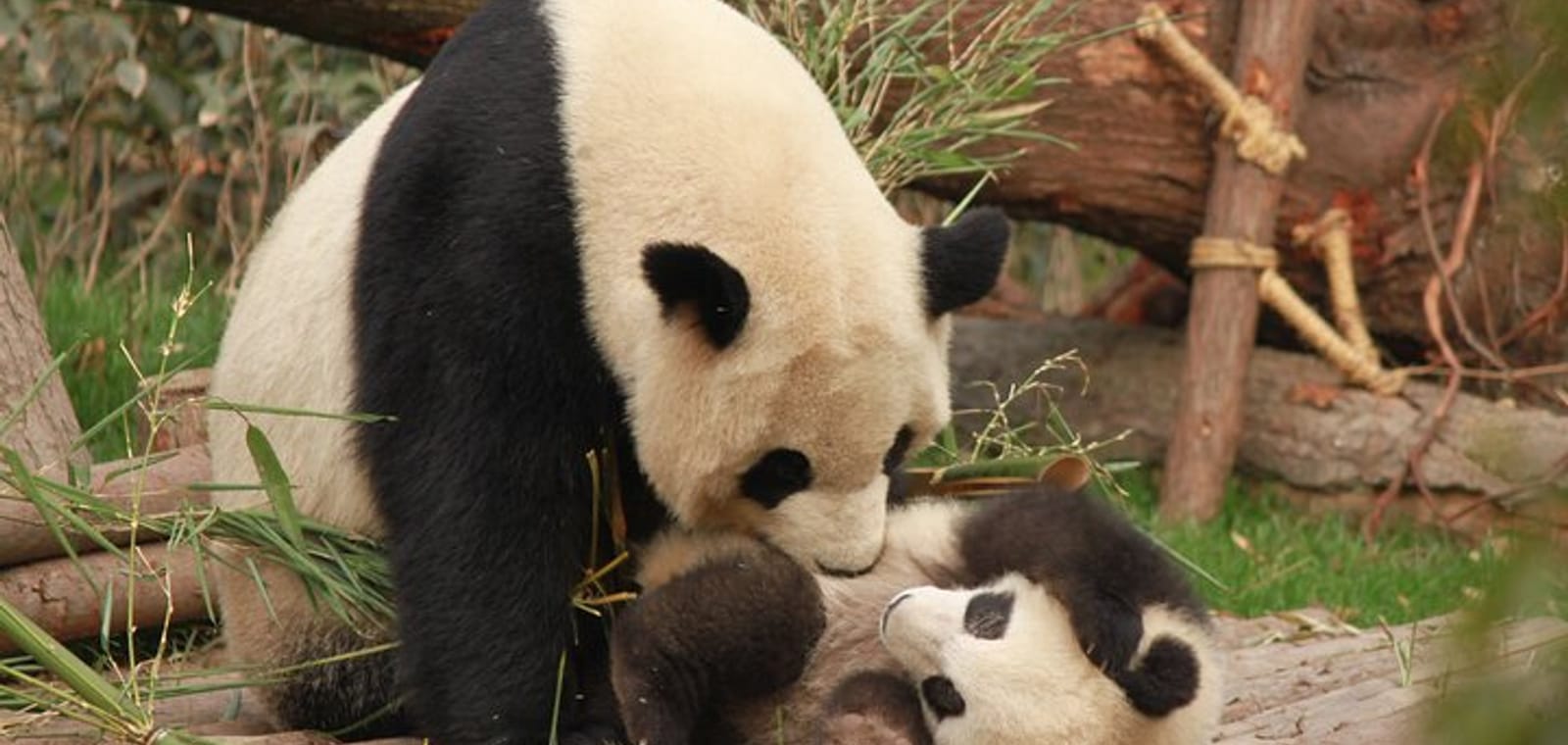 Chengdu Giant Pandas