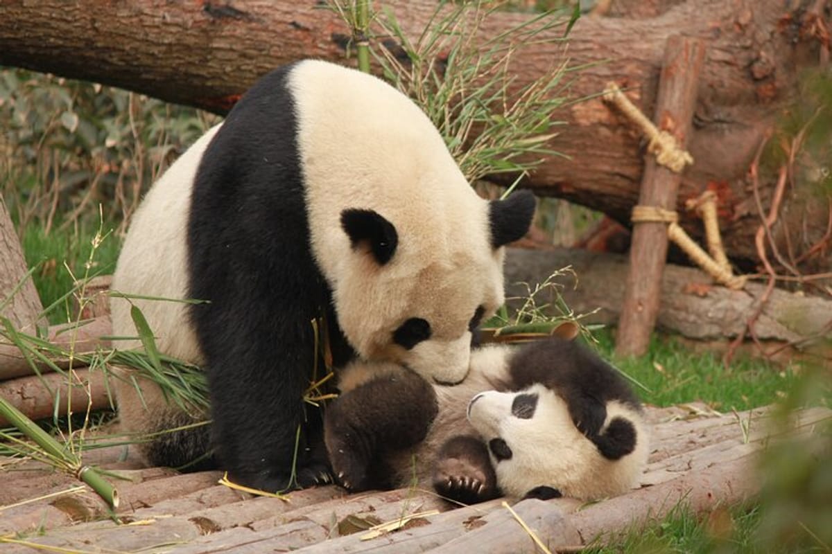 How to See Pandas in Chengdu: Complete 2026 Guide (Base vs Dujiangyan vs Wolong)