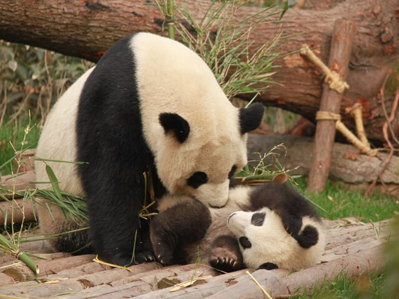 Chengdu Panda Research Base Tickets And Optional Private Tour
