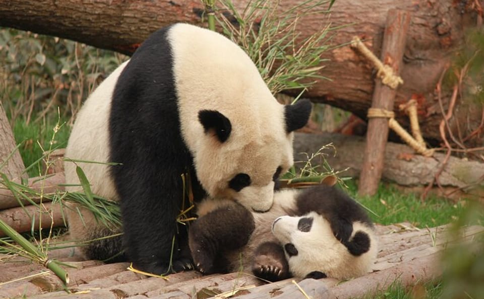 Chengdu Panda Research Base Entry and Private Tour Options