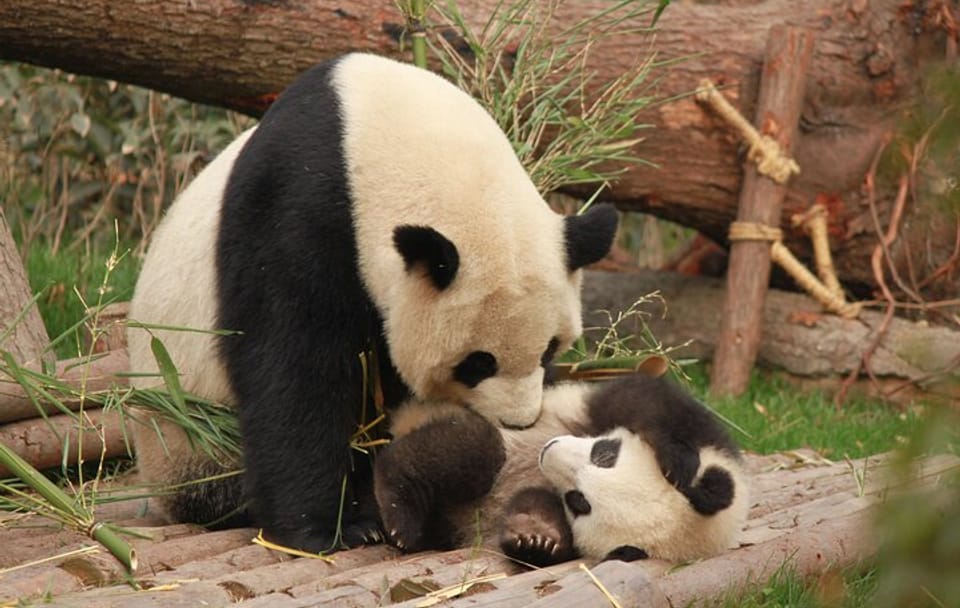 Chengdu Panda Research Base Entry and Private Tour Options
