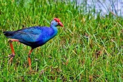 Muthurajawela Sanctuary Boat Safari with Bird Watching