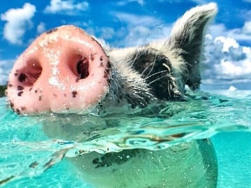 Swim with the Pigs Safari in Bahamas (2hrs)