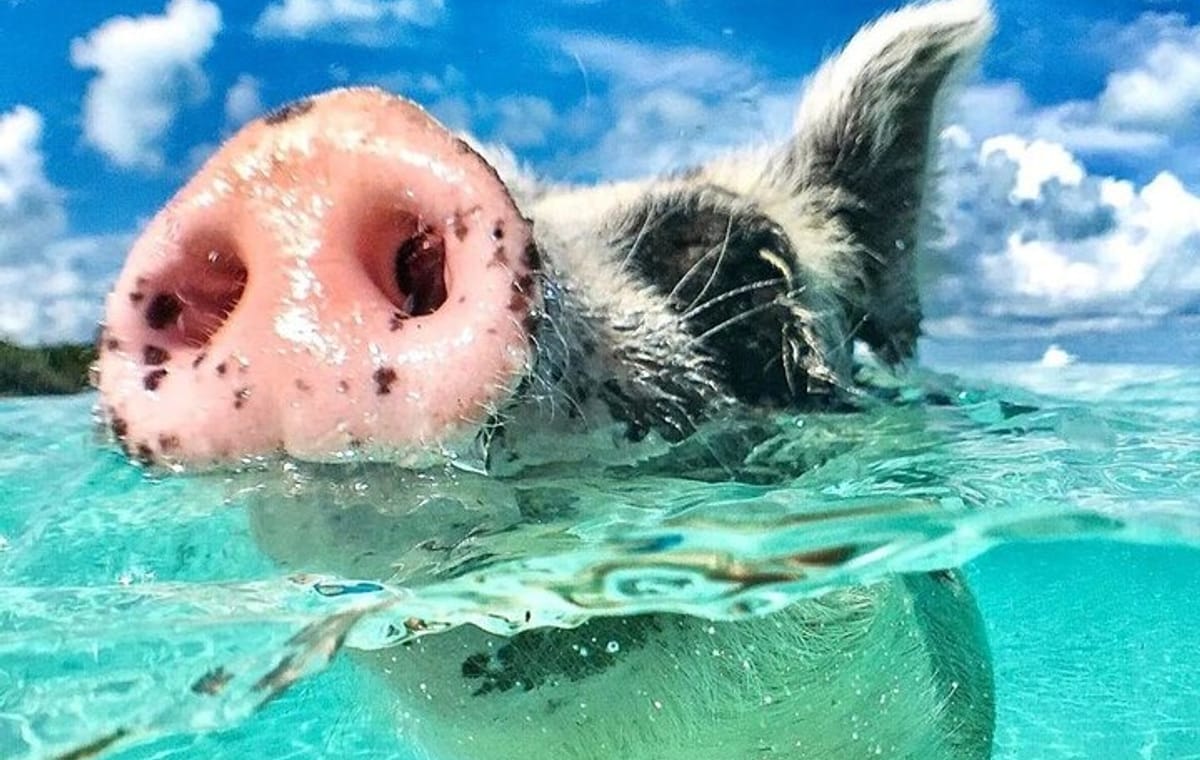 3 Islands Tour, Swim with Pigs, Turtles, Snorkelling & lunch