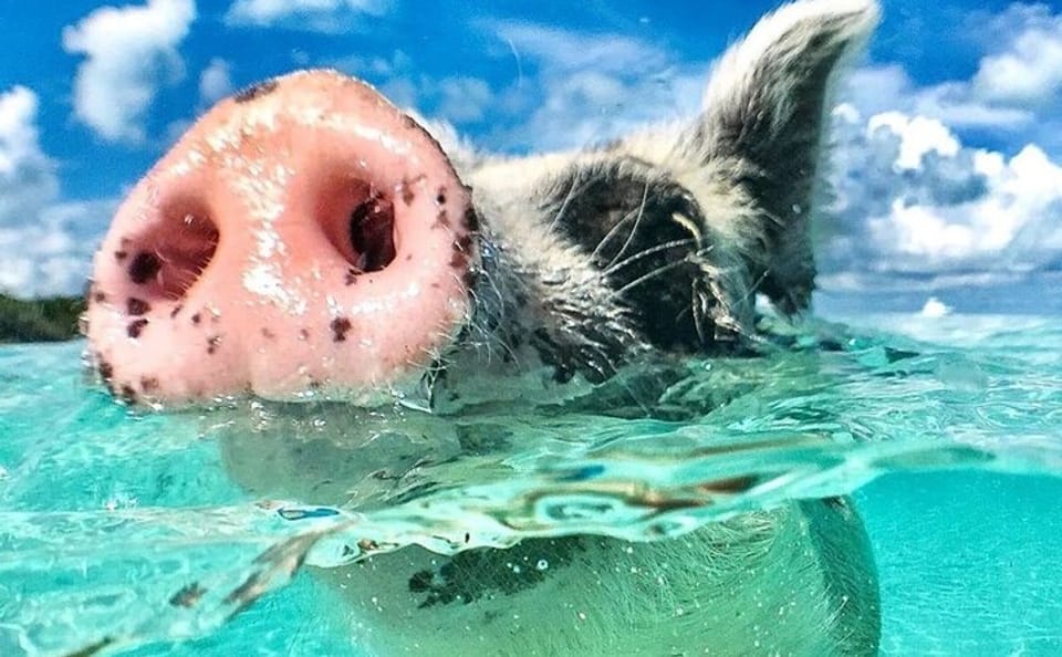 3 Islands Tour in the Bahamas: Swim with Pigs and Snorkel