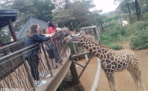 Giraffe Centre Kazuri Beads Maasai Collection Shopping Excursion