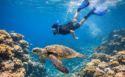Abu Dabbab Bay Full-Day Snorkeling Tour from Hurghada