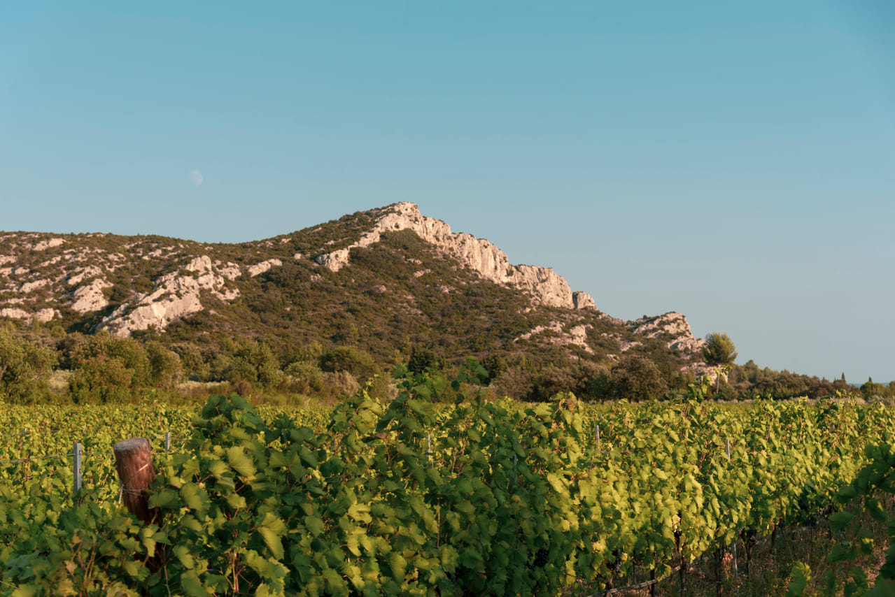Visite du Domaine du Vallon des Glauges et dégustation 6