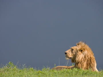 Serengeti Big Cats and Migration