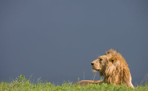 Serengeti Big Cats and Migration