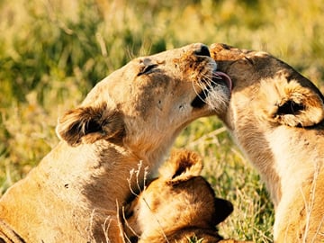 7 Days Luxury Great Migration Safari