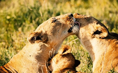7 Days Luxury Great Migration Safari