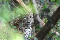 Yala National Park Safari from Galle 4