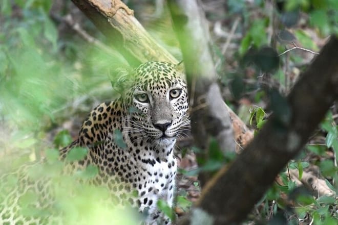 Yala National Park Safari from Galle 4