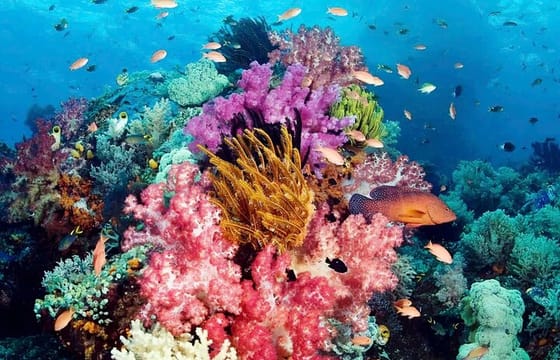 Snorkeling and Swimming in Phu Quoc 1 day trip