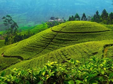 Ceylon Tea Tour | 10 Days