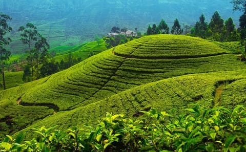 Ceylon Tea Tour | 10 Days