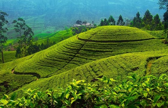 Ceylon Tea Tour | 10 Days