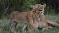 8 Days Kenya Iconic Family Safari 1