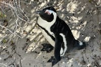  Table Mountain, Chapmans Peak , Penguins and Wine Tasting  8