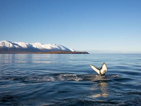 Humpback going in for the deep dive