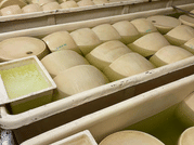 Parmesan Cheese Tour & Tasting in Modena 10