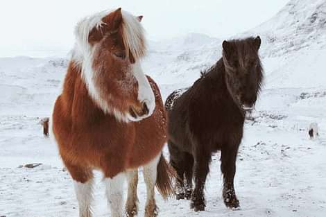 Ponies in Iceland during South coast and northern lights tour