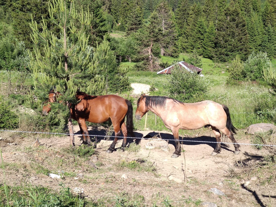 Local Adventures in the Rhodope Mountains 4