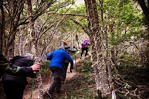 8-Hour Patagonian Forest Hike in Punta Arenas