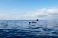 Kayaking, Snorkeling & Swimming  6