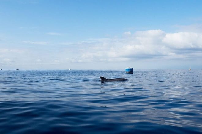 Kayaking, Snorkeling & Swimming  photo 6