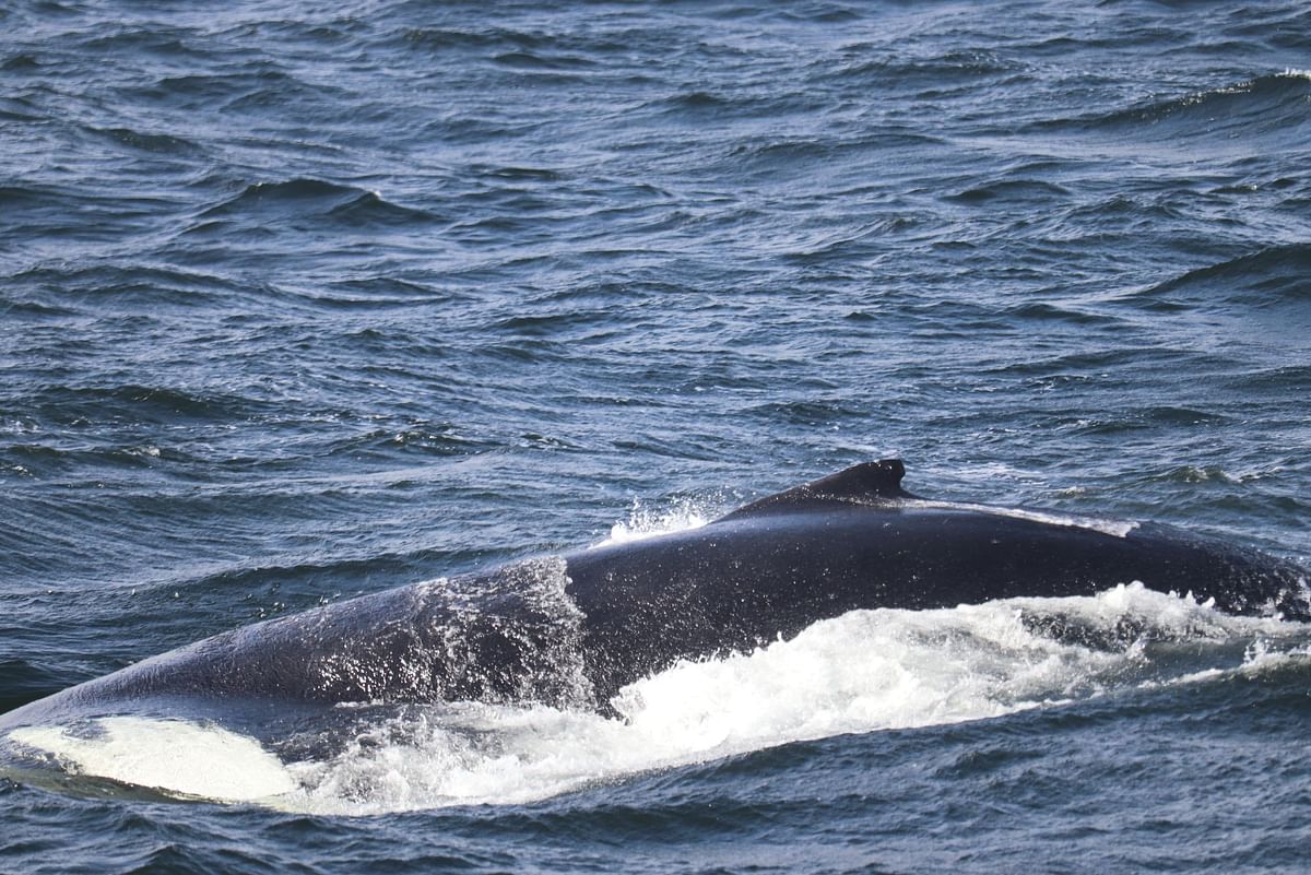 Whale Watching and Puffin Tour: Explore Iceland's Wildlife from Old Harbour in Downtown Reykjavik