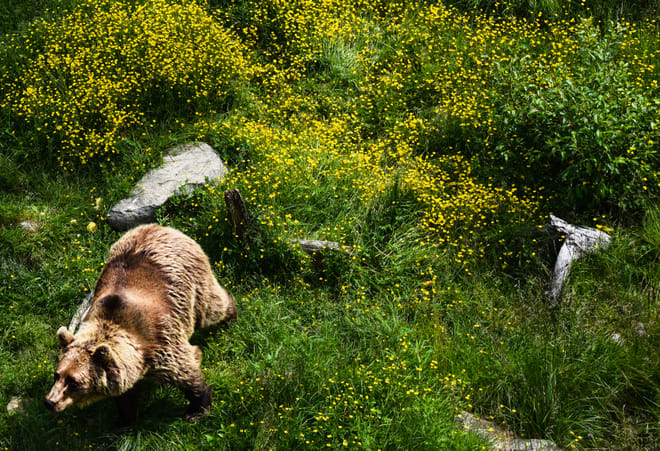 Visit to Ranua Arctic Wildlife Park - Rovaniemi 8
