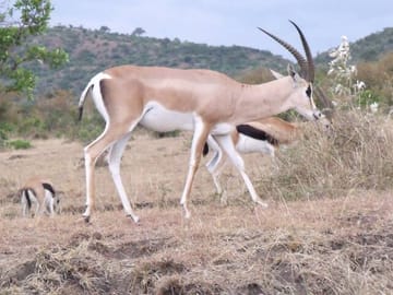 grant gazelles